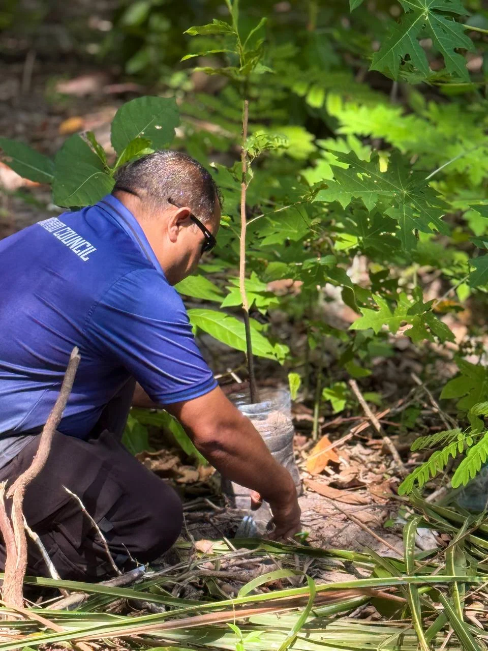ހިއްކި ސަރަހައްދުގައި އިންދުމަށް ބޭނުންވާ ގަސް މުޑުވަން ކުރުން.