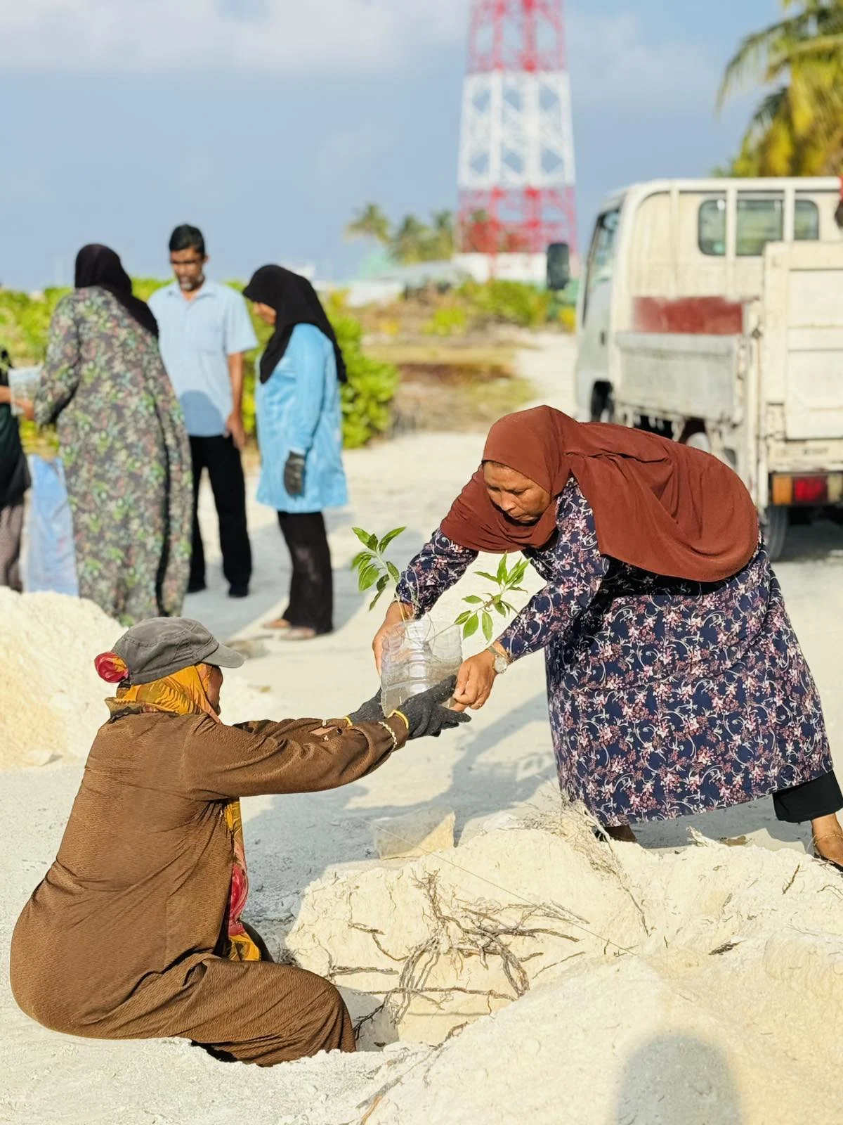 ހިއްކި ސަރަހައްދު ޕާކު ވަށައިގެން 31 ގަސް އިންދައިފި